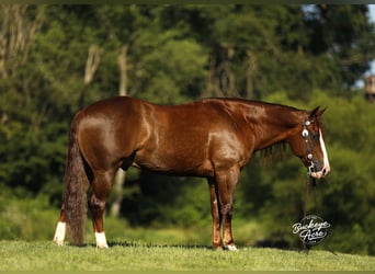 American Quarter Horse, Wallach, 7 Jahre, 145 cm, Rotfuchs