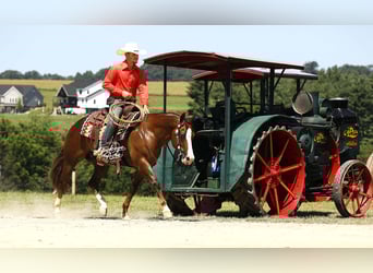 American Quarter Horse, Wallach, 7 Jahre, 145 cm, Rotfuchs