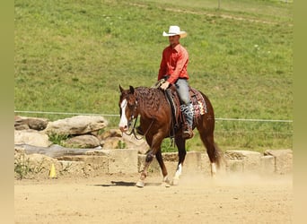 American Quarter Horse, Wallach, 7 Jahre, 145 cm, Rotfuchs