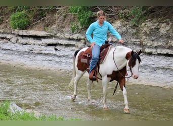 American Quarter Horse, Wallach, 7 Jahre, 145 cm, Tobiano-alle-Farben