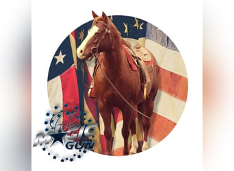 American Quarter Horse, Wallach, 7 Jahre, 145 cm