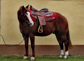 American Quarter Horse, Wallach, 7 Jahre, 145 cm