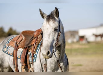 American Quarter Horse, Wallach, 7 Jahre, 147 cm, Apfelschimmel