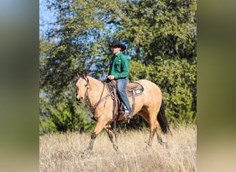 American Quarter Horse, Wallach, 7 Jahre, 147 cm, Buckskin