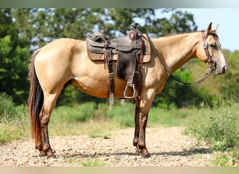 American Quarter Horse, Wallach, 7 Jahre, 147 cm, Buckskin