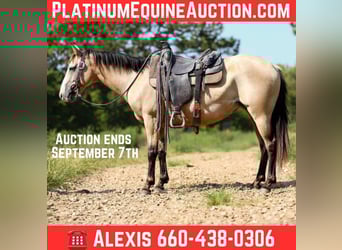 American Quarter Horse, Wallach, 7 Jahre, 147 cm, Buckskin