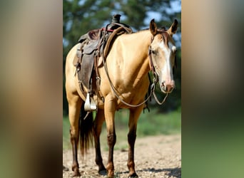 American Quarter Horse, Wallach, 7 Jahre, 147 cm, Buckskin