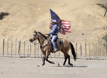 American Quarter Horse, Wallach, 7 Jahre, 147 cm, Buckskin