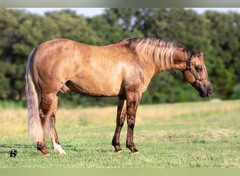 American Quarter Horse, Wallach, 7 Jahre, 147 cm, Dunalino