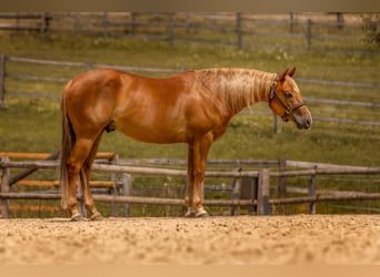 American Quarter Horse, Wallach, 7 Jahre, 147 cm, Dunkelfuchs