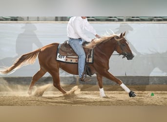 American Quarter Horse, Wallach, 7 Jahre, 147 cm, Dunkelfuchs