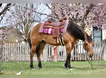 American Quarter Horse, Wallach, 7 Jahre, 147 cm, Falbe