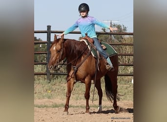 American Quarter Horse, Wallach, 7 Jahre, 147 cm, Falbe