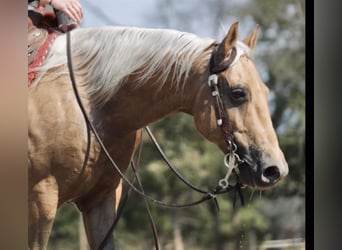 American Quarter Horse, Wallach, 7 Jahre, 147 cm, Palomino