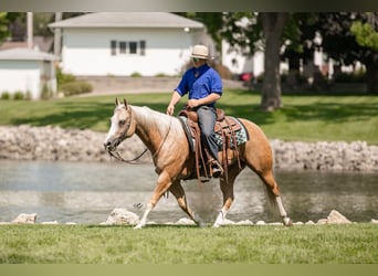 American Quarter Horse, Wallach, 7 Jahre, 147 cm, Palomino