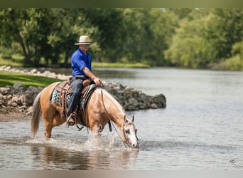 American Quarter Horse, Wallach, 7 Jahre, 147 cm, Palomino