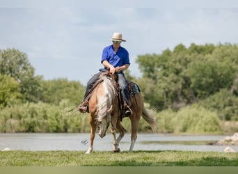 American Quarter Horse, Wallach, 7 Jahre, 147 cm, Palomino