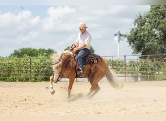 American Quarter Horse, Wallach, 7 Jahre, 147 cm, Palomino