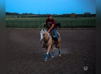 American Quarter Horse, Wallach, 7 Jahre, 147 cm, Palomino