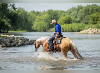 American Quarter Horse, Wallach, 7 Jahre, 147 cm, Palomino