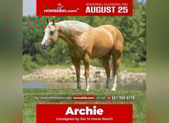 American Quarter Horse, Wallach, 7 Jahre, 147 cm, Palomino