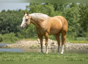 American Quarter Horse, Wallach, 7 Jahre, 147 cm, Palomino