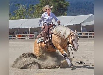 American Quarter Horse, Wallach, 7 Jahre, 147 cm, Palomino