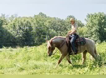 American Quarter Horse, Wallach, 7 Jahre, 147 cm, Palomino