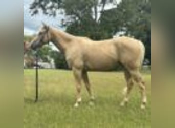 American Quarter Horse, Wallach, 7 Jahre, 147 cm, Palomino