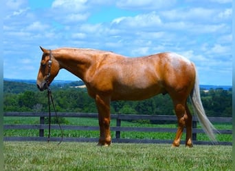 American Quarter Horse, Wallach, 7 Jahre, 147 cm, Palomino