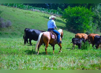 American Quarter Horse, Wallach, 7 Jahre, 147 cm, Palomino