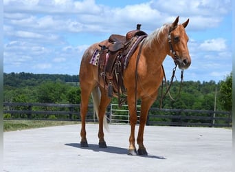 American Quarter Horse, Wallach, 7 Jahre, 147 cm, Palomino