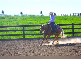 American Quarter Horse, Wallach, 7 Jahre, 147 cm, Palomino