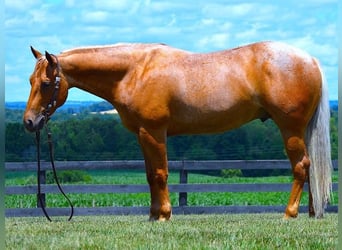 American Quarter Horse, Wallach, 7 Jahre, 147 cm, Palomino