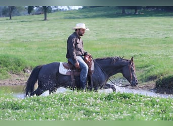 American Quarter Horse, Wallach, 7 Jahre, 147 cm, Rappe