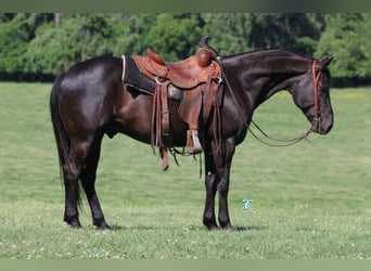 American Quarter Horse, Wallach, 7 Jahre, 147 cm, Rappe