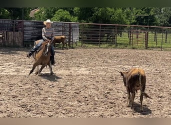 American Quarter Horse, Wallach, 7 Jahre, 147 cm, Red Dun