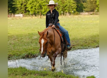 American Quarter Horse, Wallach, 7 Jahre, 147 cm, Red Dun
