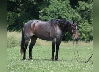 American Quarter Horse, Wallach, 7 Jahre, 147 cm, Roan-Bay