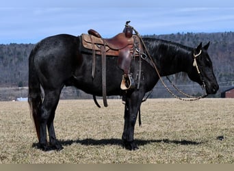 American Quarter Horse, Wallach, 7 Jahre, 147 cm, Roan-Blue