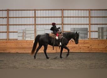 American Quarter Horse, Wallach, 7 Jahre, 147 cm, Roan-Blue
