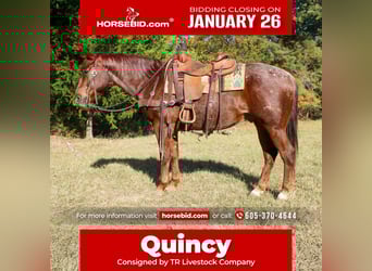 American Quarter Horse, Wallach, 7 Jahre, 147 cm, Roan-Red