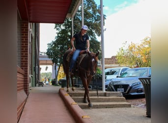 American Quarter Horse, Wallach, 7 Jahre, 147 cm, Roan-Red