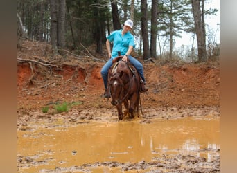 American Quarter Horse, Wallach, 7 Jahre, 147 cm, Roan-Red