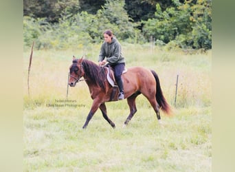 American Quarter Horse, Wallach, 7 Jahre, 147 cm, Roan-Red