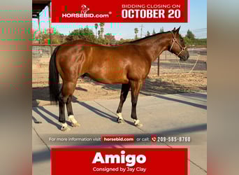 American Quarter Horse, Wallach, 7 Jahre, 147 cm, Rotbrauner
