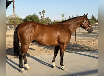 American Quarter Horse, Wallach, 7 Jahre, 147 cm, Rotbrauner