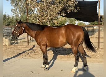 American Quarter Horse, Wallach, 7 Jahre, 147 cm, Rotbrauner