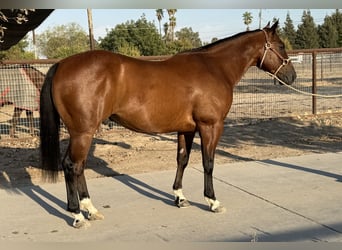 American Quarter Horse, Wallach, 7 Jahre, 147 cm, Rotbrauner