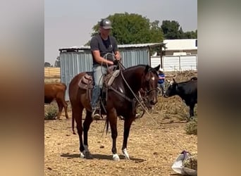 American Quarter Horse, Wallach, 7 Jahre, 147 cm, Rotbrauner